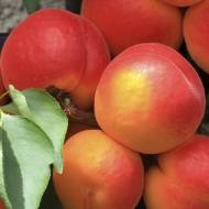 Саженец Абрикос Эрли Ред Оранж